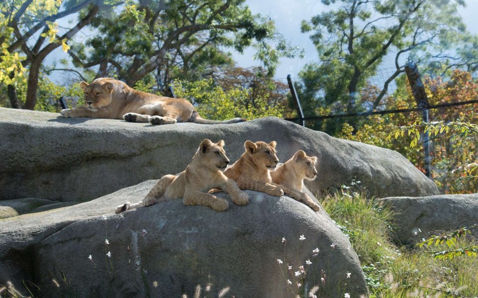 zoos et des parcs animaliers en Ile-de-France