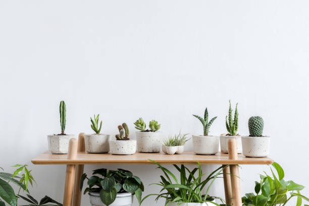 boutiques de cactus et plantes grasses à Paris